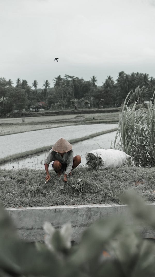 japan-farmer-hiring